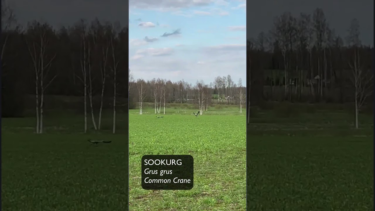 Sookurg, Grus grus, Common Crane - Eesti linnud