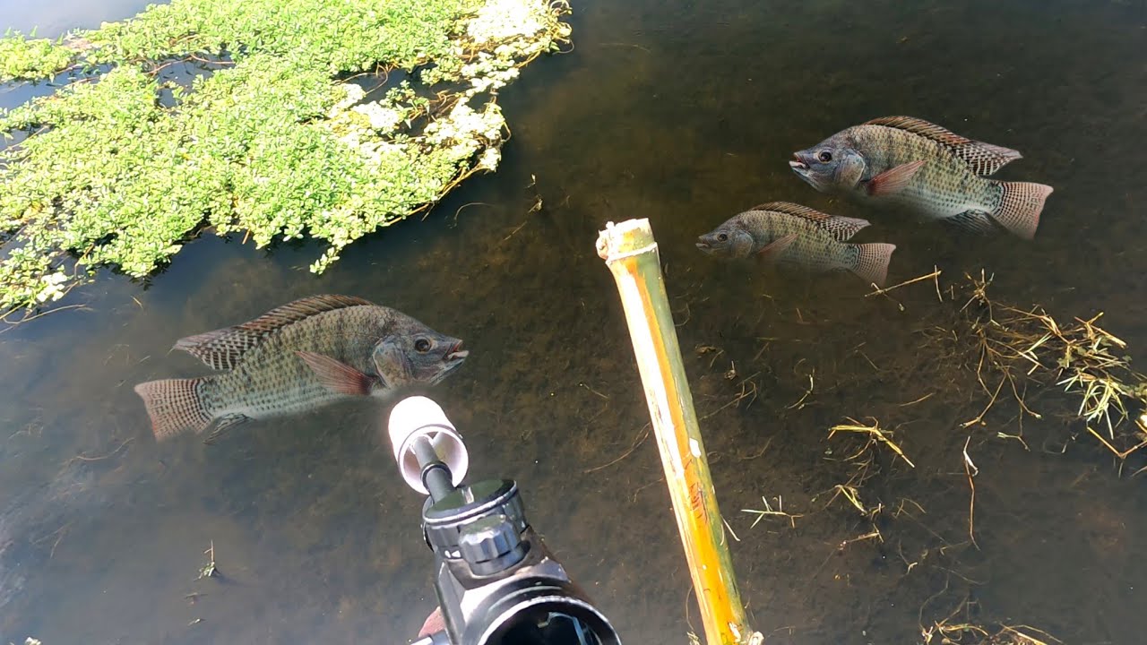 Berburu ikan dengan senap4n angin PASER IKAN DI SEPOT RAWA