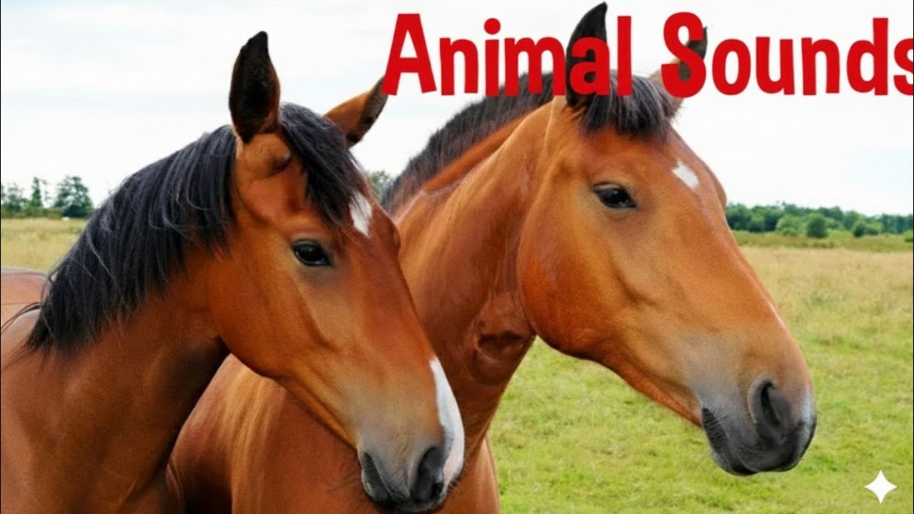 Animal Sounds for children 🐶 | 30 Amazing animal to learn 