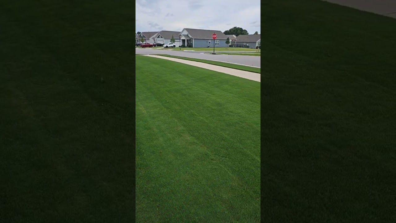 #shorts #shortvideo #shortsfeed #bermudagrass #reelmower #pgr #primomaxx #lawncaretips