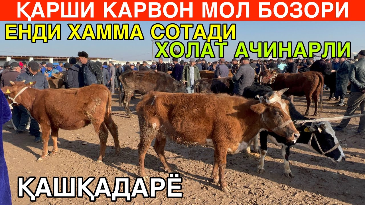 ХАММА СОТАДИ. НАРХЛАР АЧИНАРЛИ. СОҒИН СИГИР ВА БУҚА НАРХЛАРИ. ҚАРШИ КАРВОН МОЛ БОЗОРИ. 8-МАРТ 2026-Й