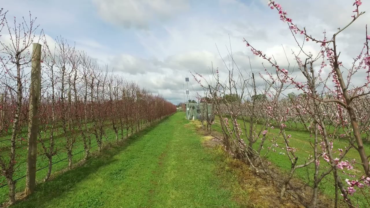 Stonefruit canopy research overview October 2021
