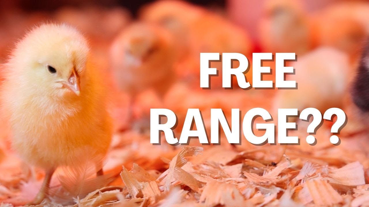 NEW BABY CHICKS || And Why Our Chickens Are *NOT* Free Range