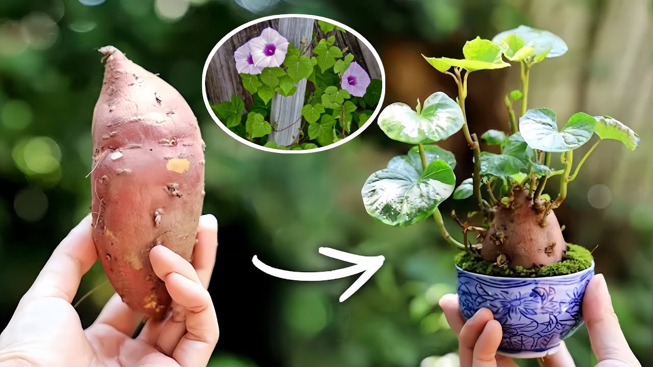 نبات متسلق يزهر بغزارة : ☘️✨ بذور موجودة في منزلك 🏡 [ دليل المبتدئين ]