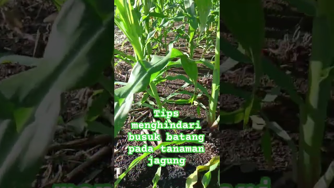 #busukbatang #farming #agriculture #youtube #youtubeshorts