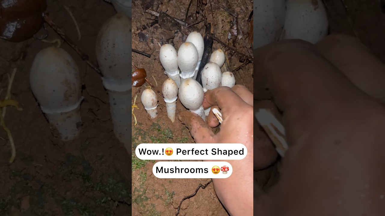 Perfect shaped wild mushrooms 😍🍄 #trending #youtubeshorts