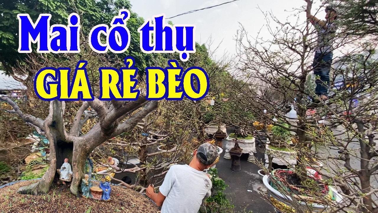 Lô Mai Tết Giá Rẻ Trên Vành Đai Trong Sài Gòn Đẹp Lộng Lẫy | Góc Miền Tây #583