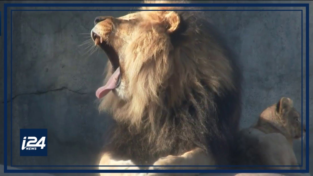 Exploring the animal kingdom in Israel
