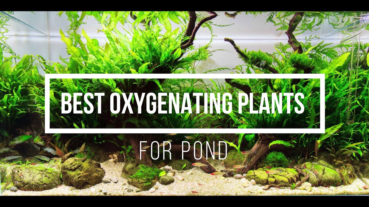 Best Oxygenating plants for pond