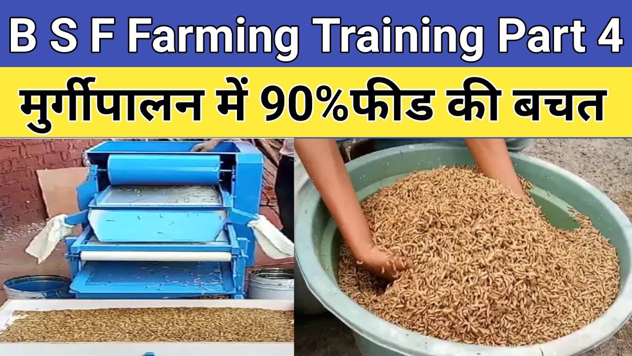 Black Soldier Fly (BSF)Farming Online Training in india [Hindi]| Urban Farming | Nature Care Farm