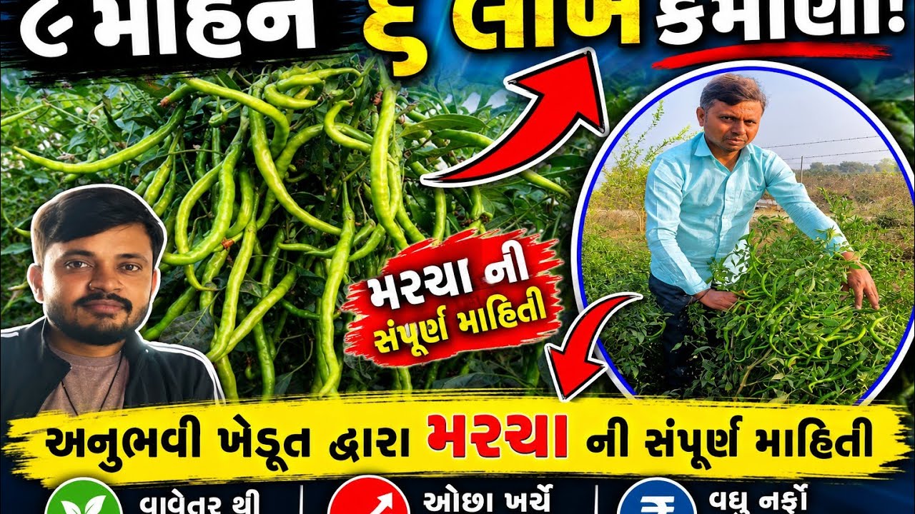 વિધે ૬ લાખના મરચા લેતા ખેડૂતના અનુભવો | marcha ni kheti | મરચી ની ખેતી | Chilli Farming