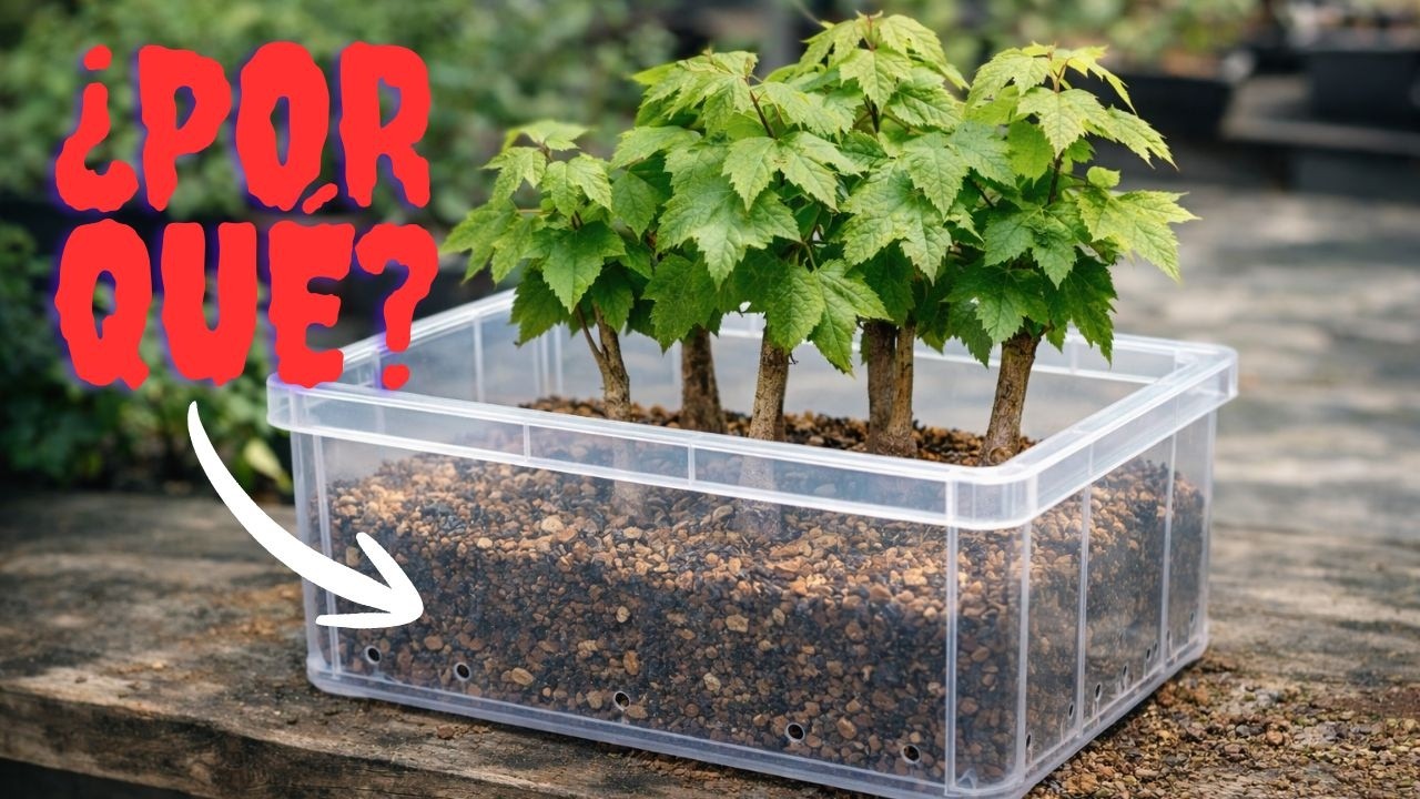 Para qué uso las CAJAS de PLÁSTICO (engorde y cultivo de arboles)