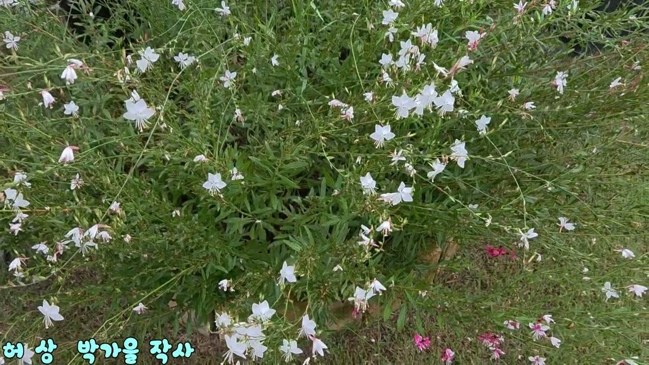 가요 