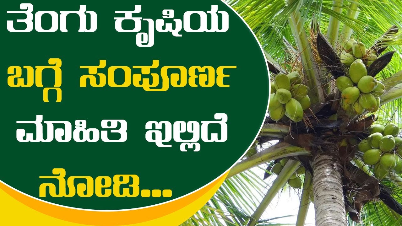 Coconut Farming Guide | ತೆಂಗು ಕೃಷಿಯ ಬಗ್ಗೆ ಸಂಪೂರ್ಣ ಮಾಹಿತಿ ಇಲ್ಲಿದೆ ನೋಡಿ...   | Vijay Karnataka