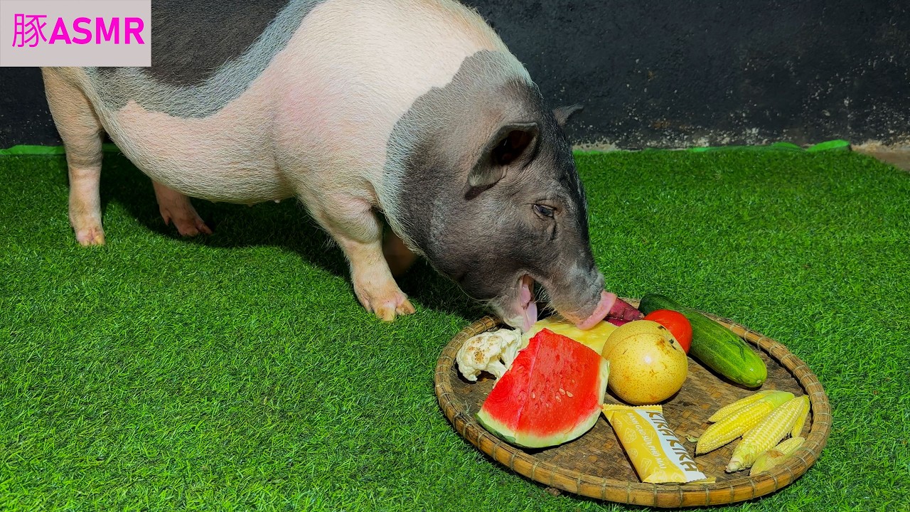 たまらない！！🐷フルーツを爆食いする豚を超至近距離で観察｜極上の咀嚼音ASMR