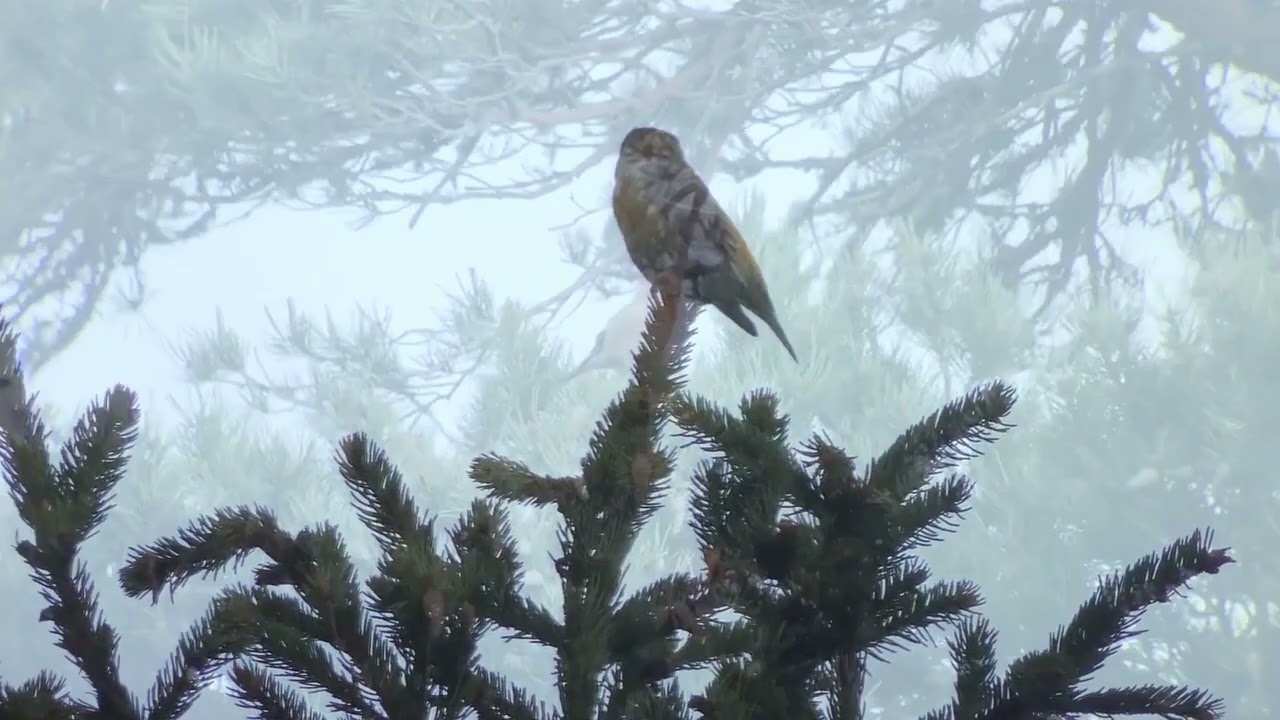 Discover the Scottish Crossbill