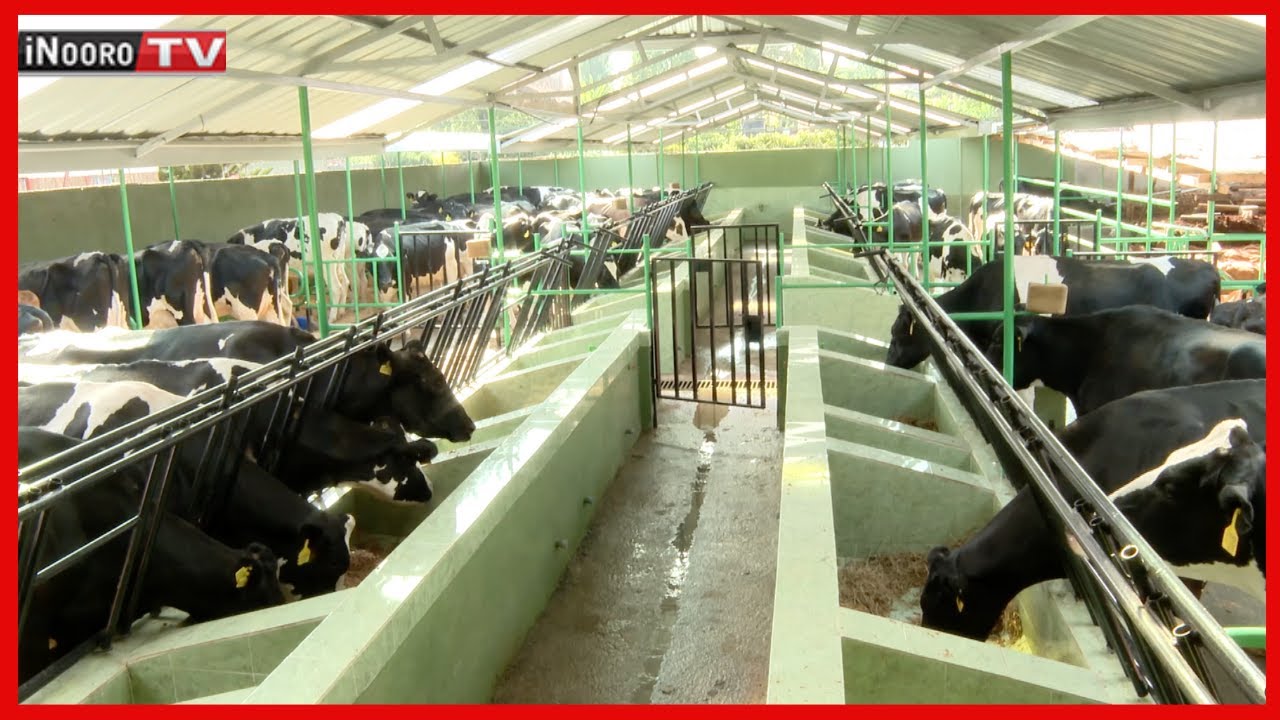 Ũrĩithia wa Ng’ombe cia iria Ikinu,Kiambu #MũgamboWaMũrĩmi