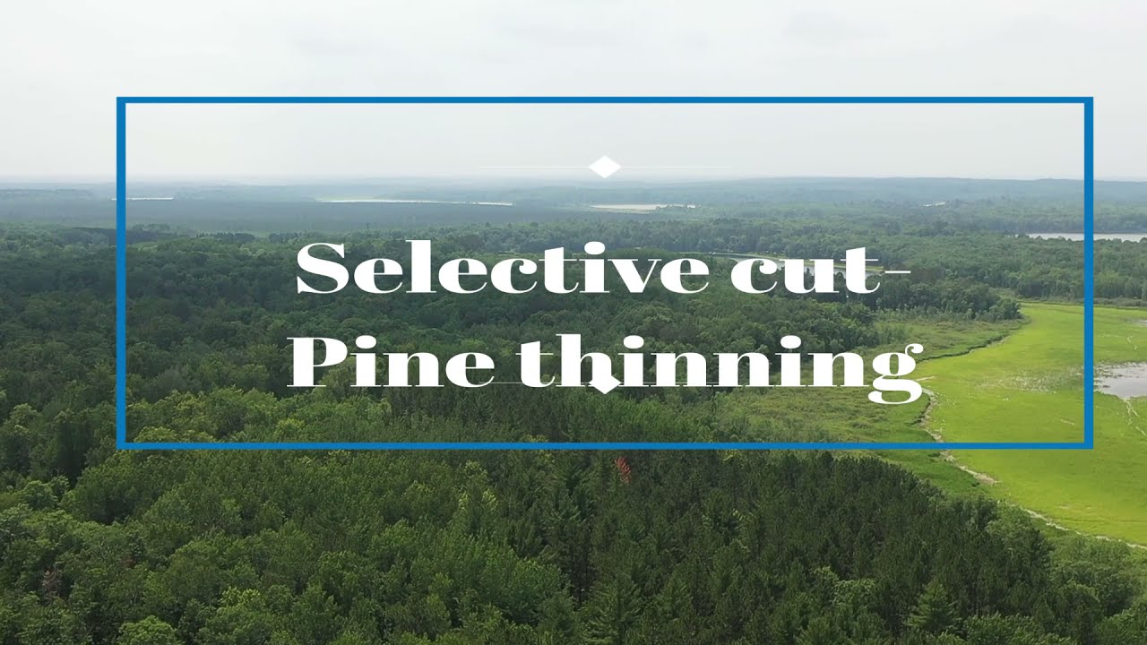 Forest Management Part 3: Pine Thinning