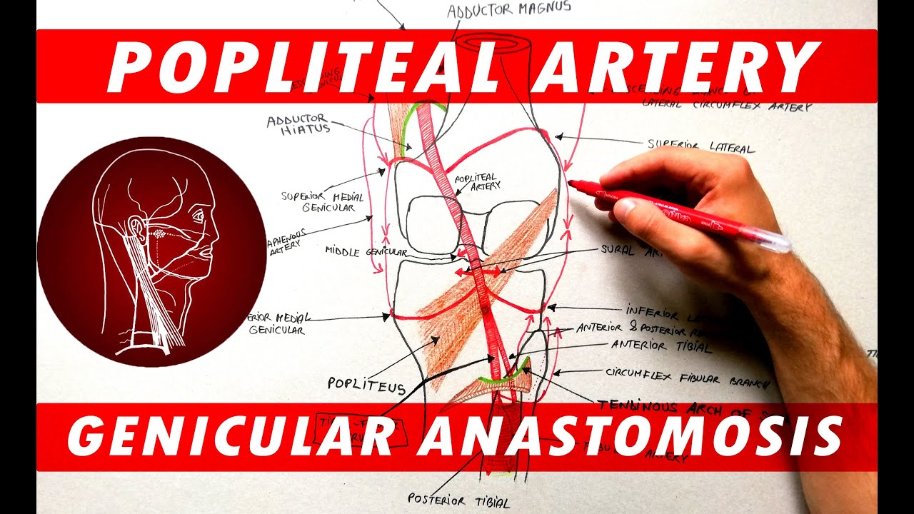 The Popliteal Artery branches & genicular anastomosis