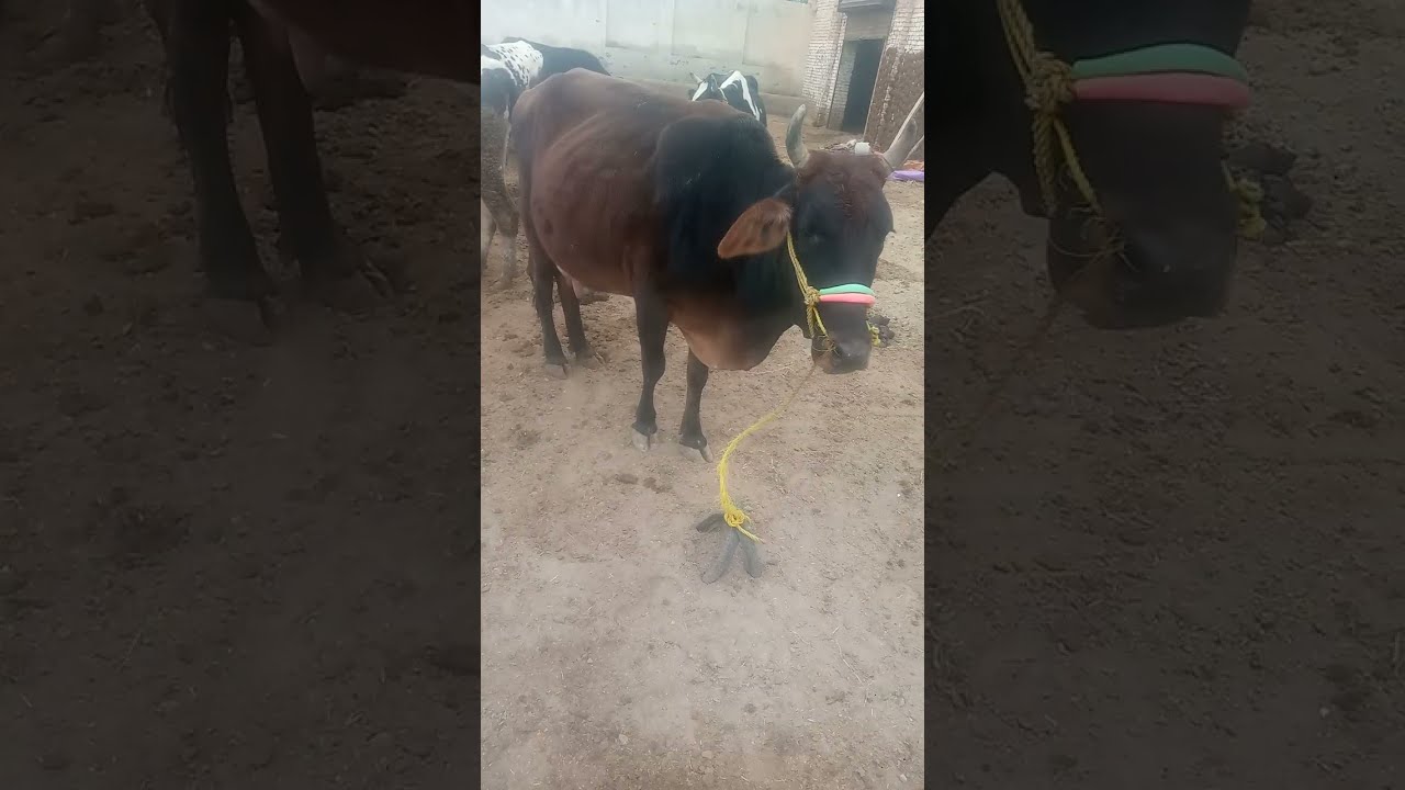 A visit to a cow farm