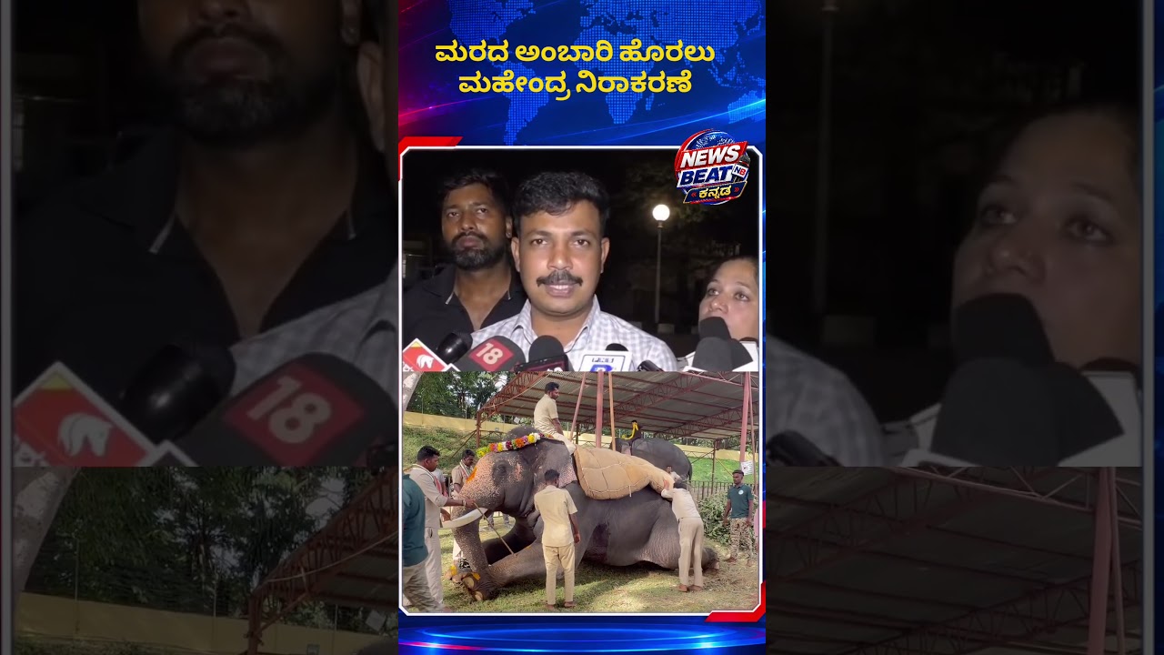 Mahendra elephant out from dasara ambari competition #dasara #dasaraelephants #elephants #elephant