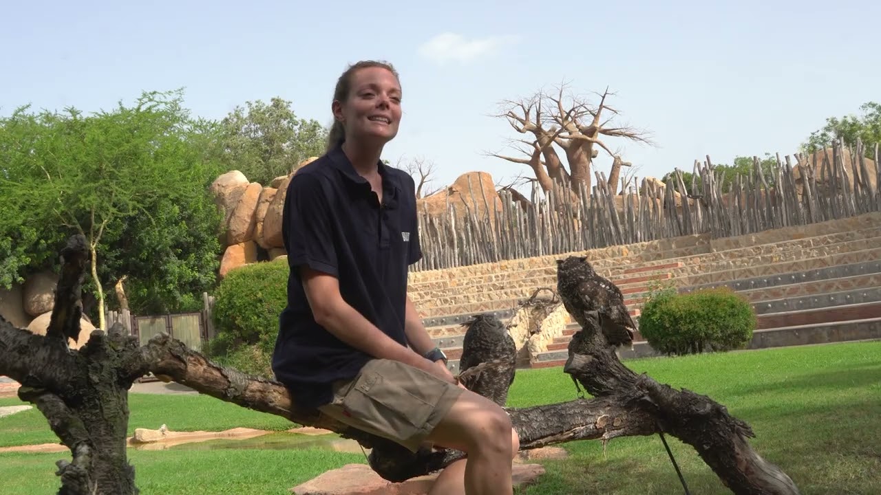 Concienciando sobre los búhos 🦉 Animales que se pueden ver en la exhibición de BIOPARC Valencia