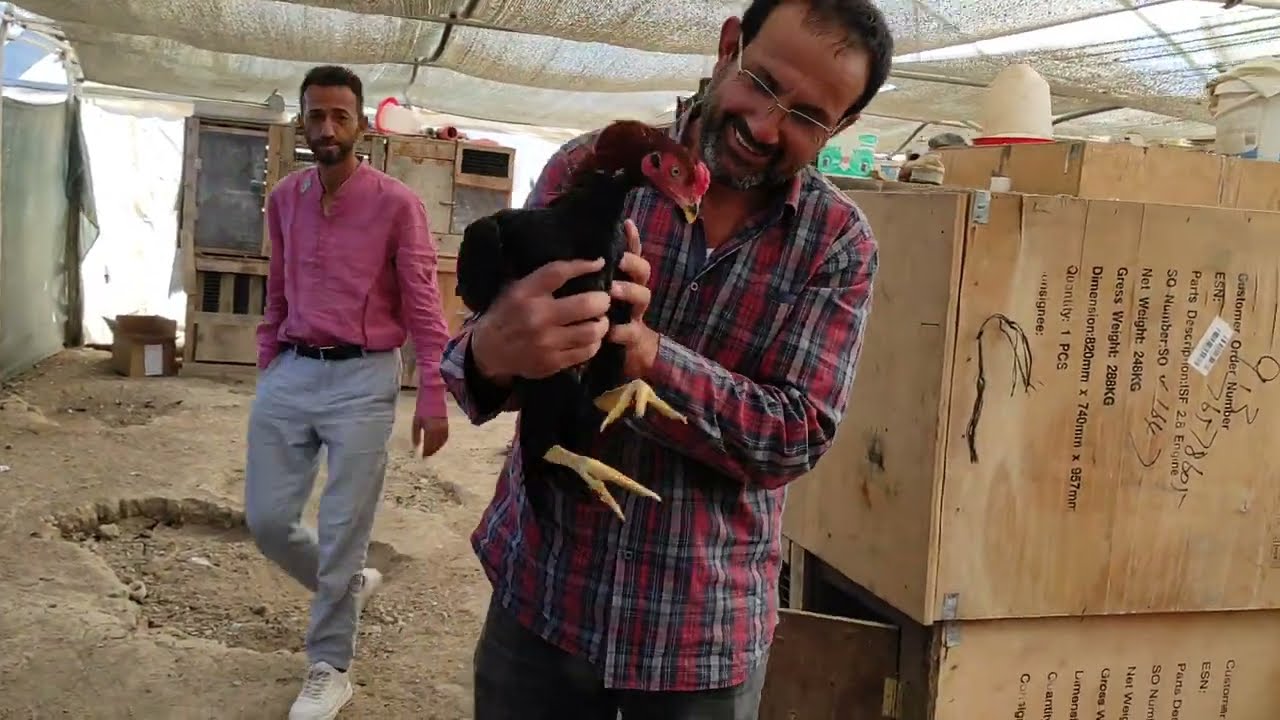 /// BUGÜN PAMUKOVADAKİ HOROZCU KARDEŞLERİMİZLE MANGAL KEYFİ///