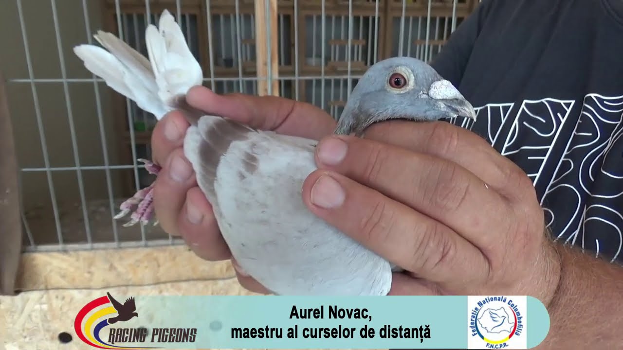 Aurel Novac, specialist al curselor de distanta