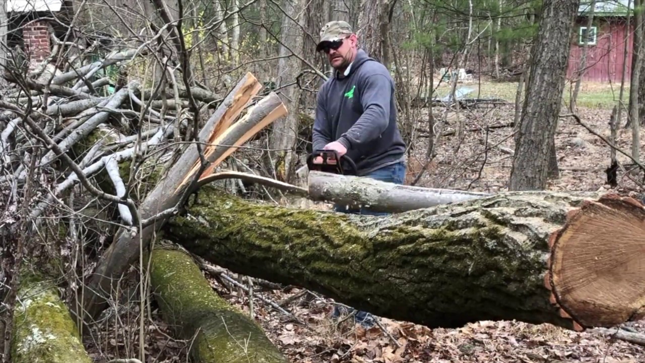 Bucking up 3 Nice oak trees with the STIHL MS290 Farm Boss
