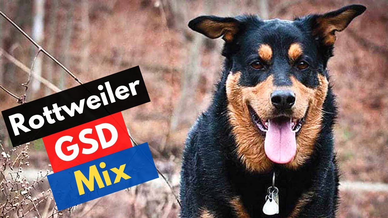 Rottweiler German Shepherd Mix | How To Train a Rottweiler German Shepherd Mix ?