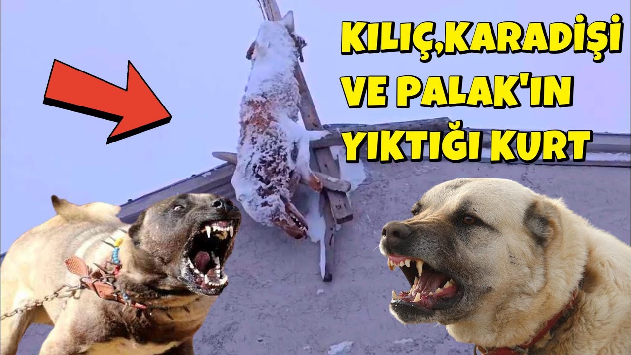KILIÇ, KARADİŞİ VE PALAK'IN YIKTIĞI KURT, BU AYDA BU MEVSİMDE BUNU HER ÇOBAN BECEREMEZ