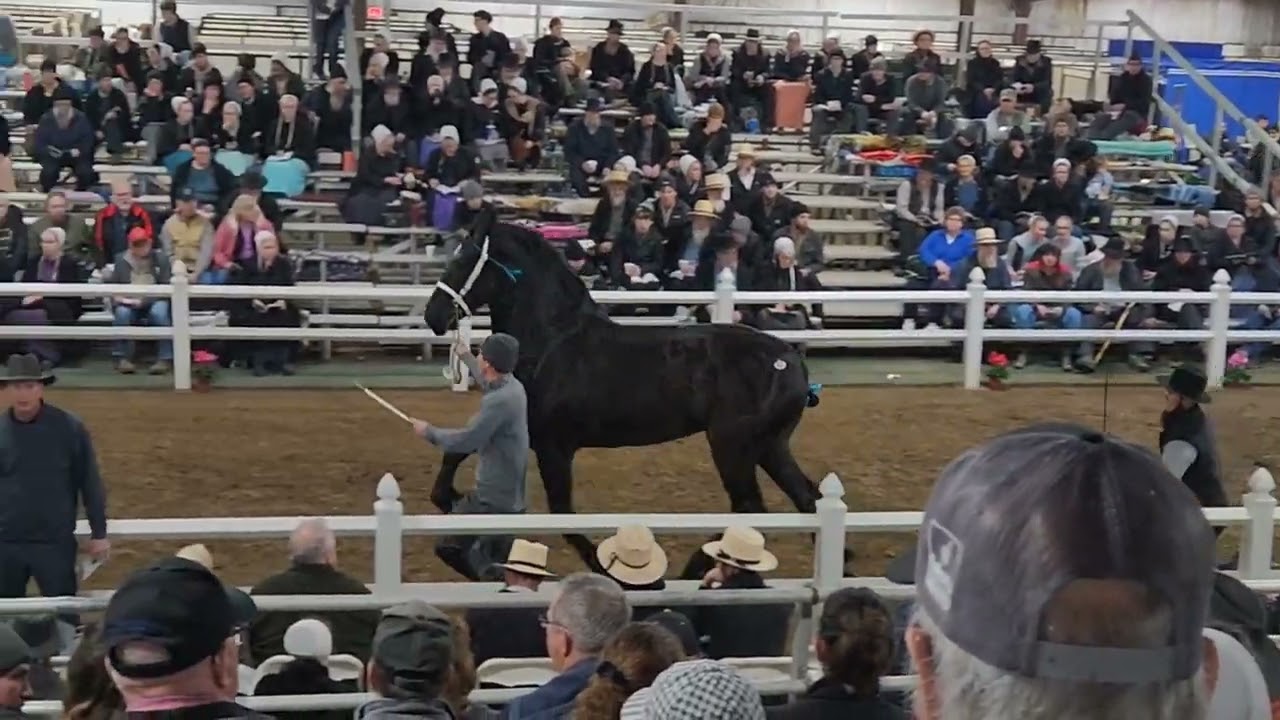 2024 Gordyville Draft Horse Sale Percheron mare clips (not Tripcrest mares)