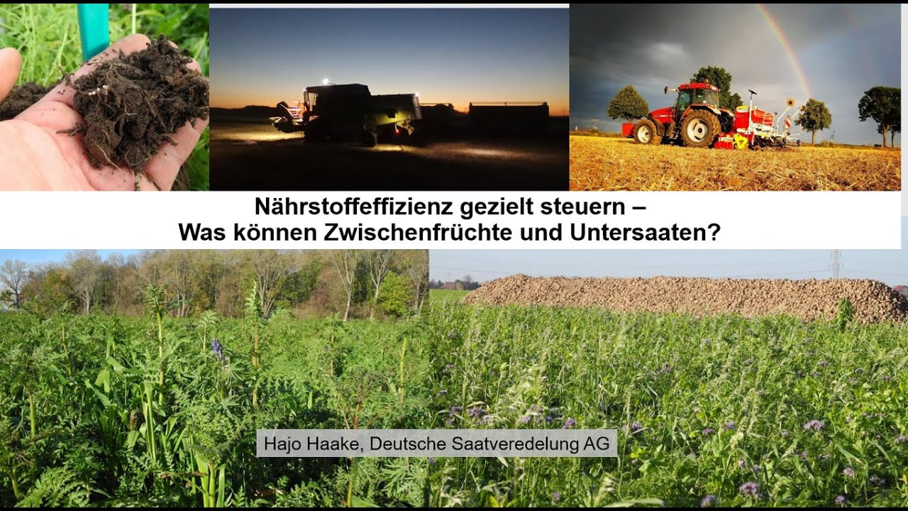 Nährstoffeffizienz gezielt steuern - Was können Zwischenfrüchte und Untersaaten?