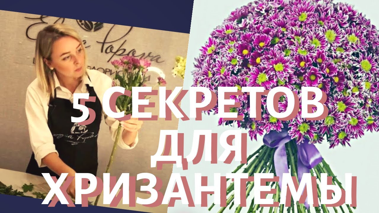 5 секретов обработки срезанных цветов хризантемы. Как сохранить свежесть цветов долго