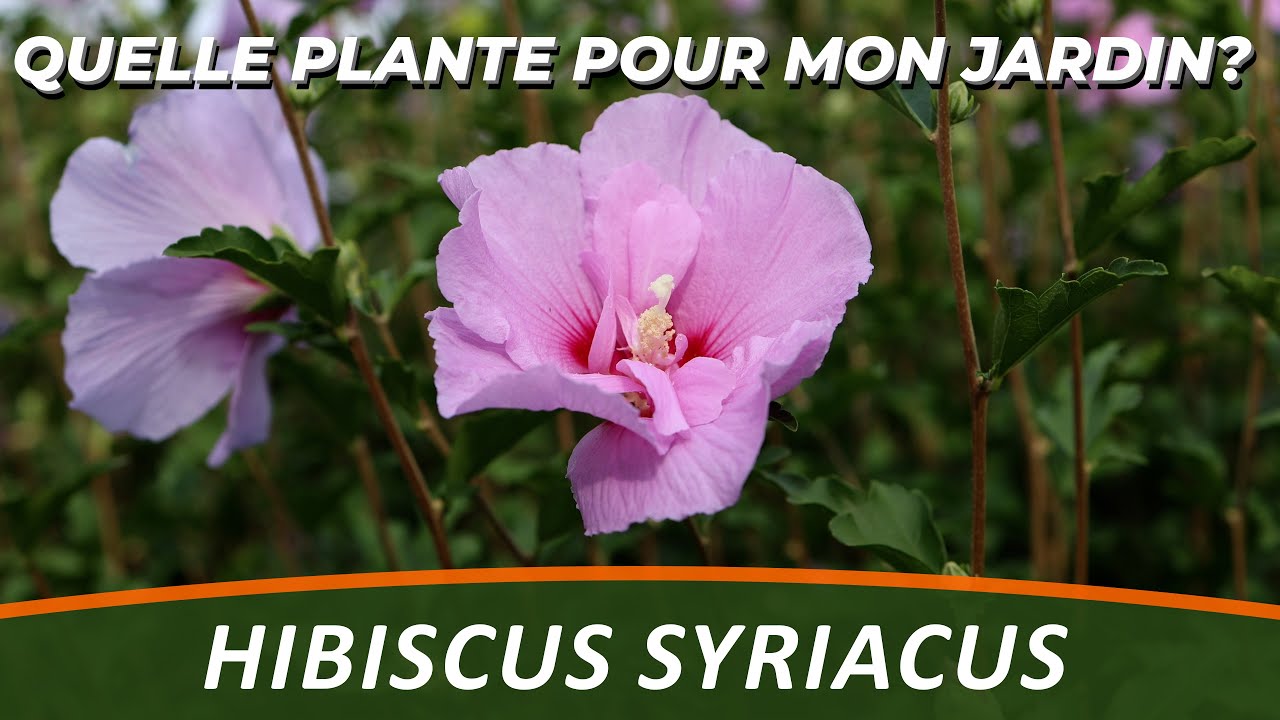 L'HIBISCUS SYRIACUS - Quelle Plante Pour Mon Jardin ?