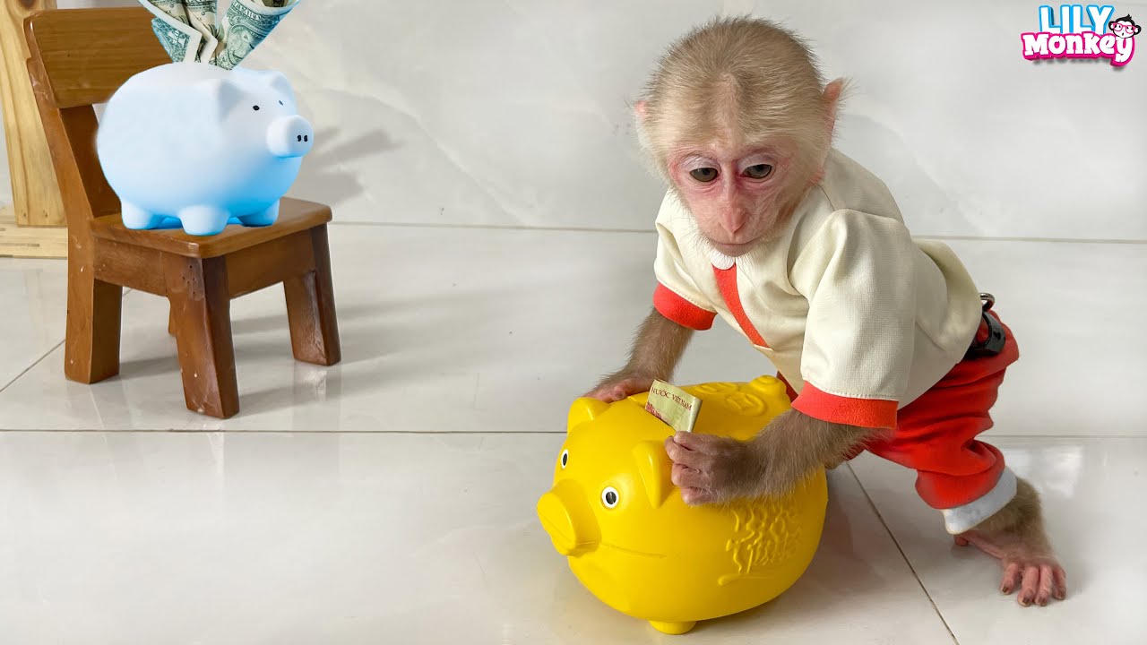 Smart monkey Lily helps dad find his wallet