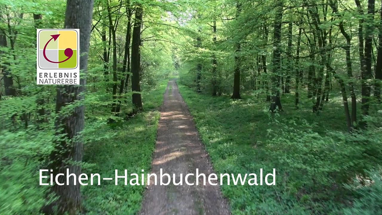 Eichen Hainbuchenwald