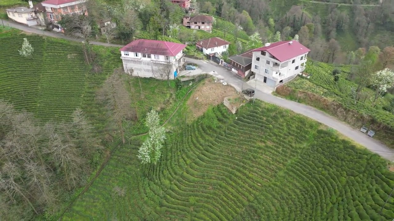 RİZE SIRT KASARCILAR (ATYONOZ)