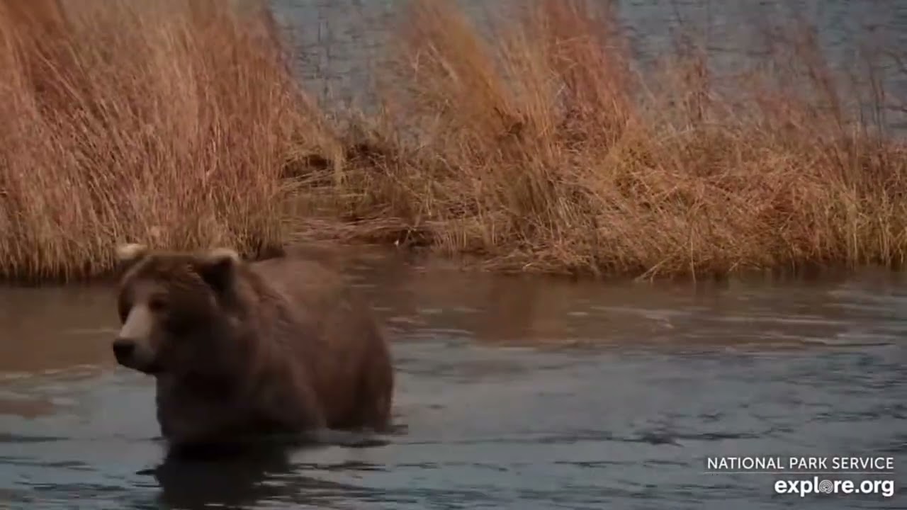 Bear 230 Ben (explore.org KRV cam) 10.09.23