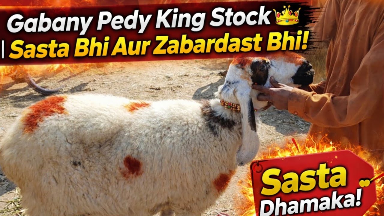 💥 Gabany Pedy Full Tayaar Entry 👑 | 24 Feb 2026 Rate Update | Jacobabad Bakra Mandi | Vlog 190 🐐🔥