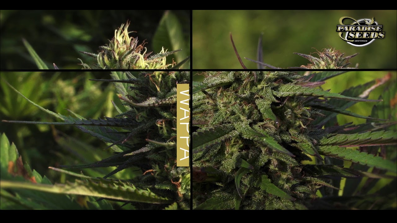 PARADISE SEEDS TEST FIELD 2019! Episode #10