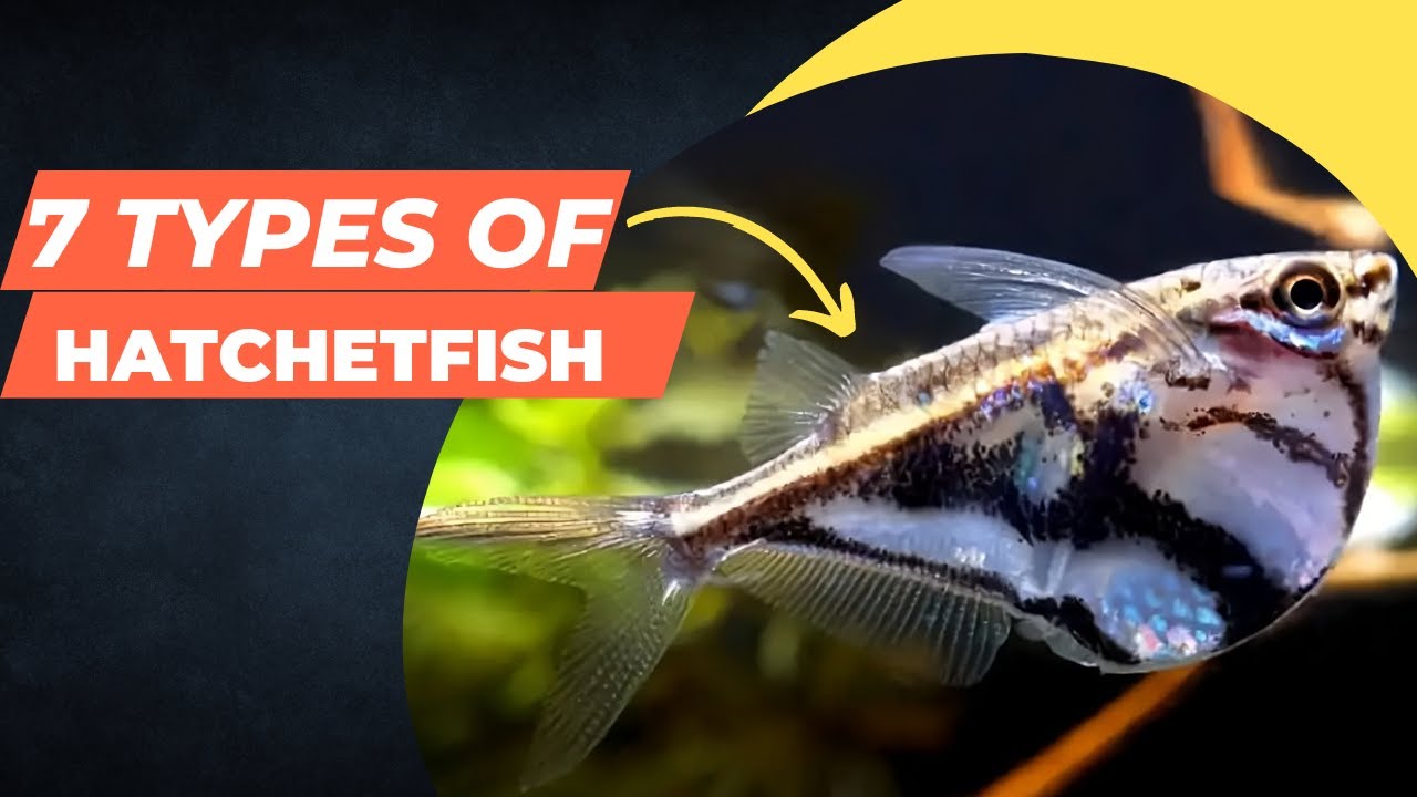 7 types of Hatchetfish