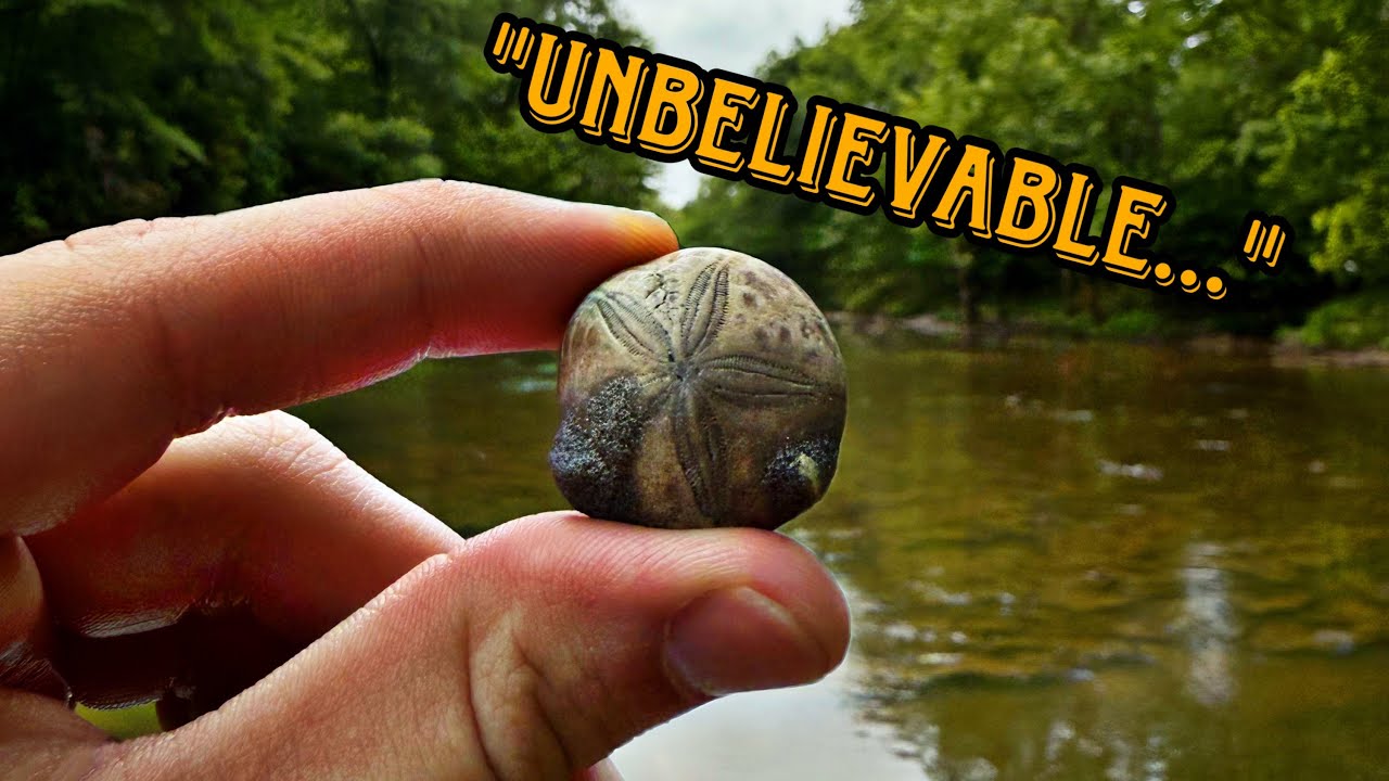 Finding BIG shark teeth and other fossils in an Alabama creek!