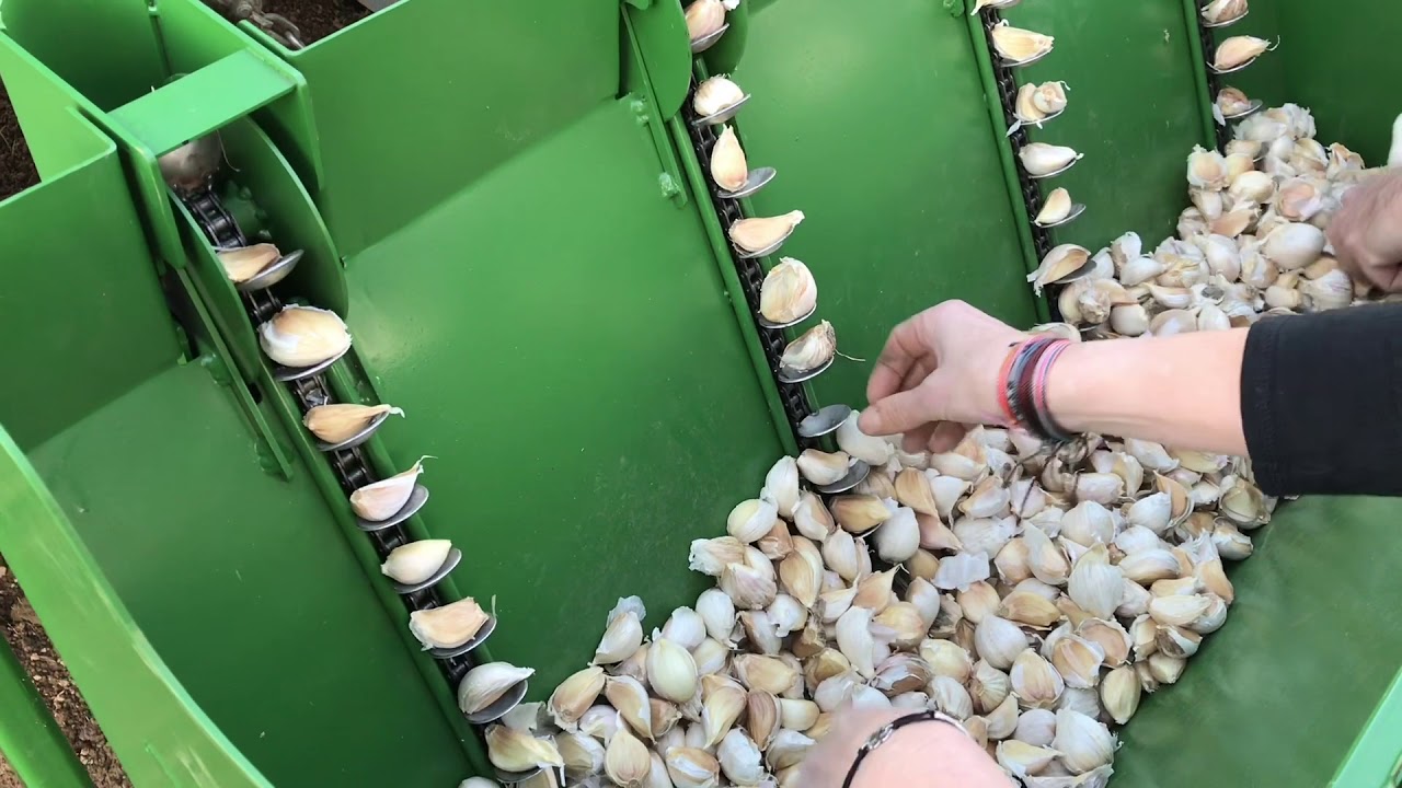 Garlic planter