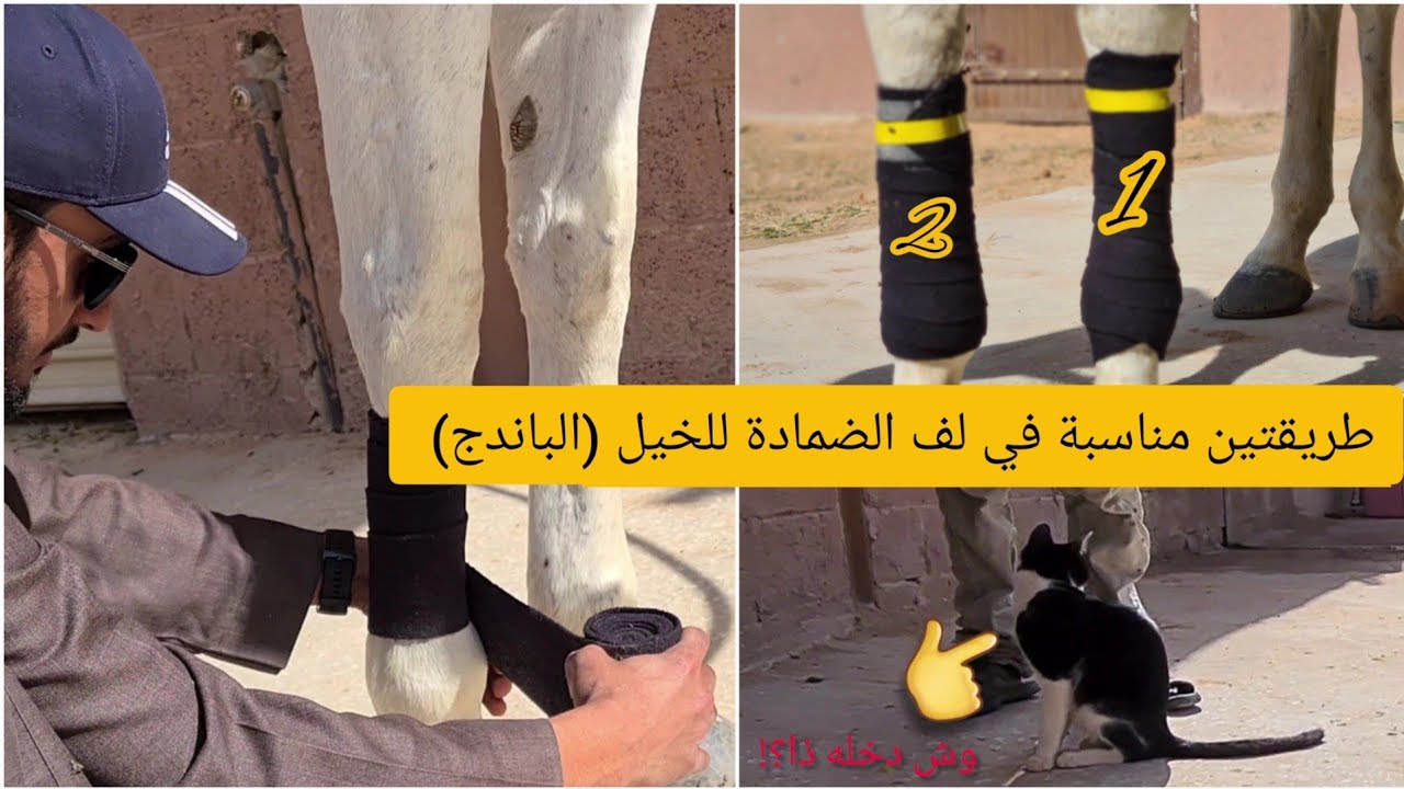 طريقة لف الضمادة للخيل ( الباندج أو البندج )