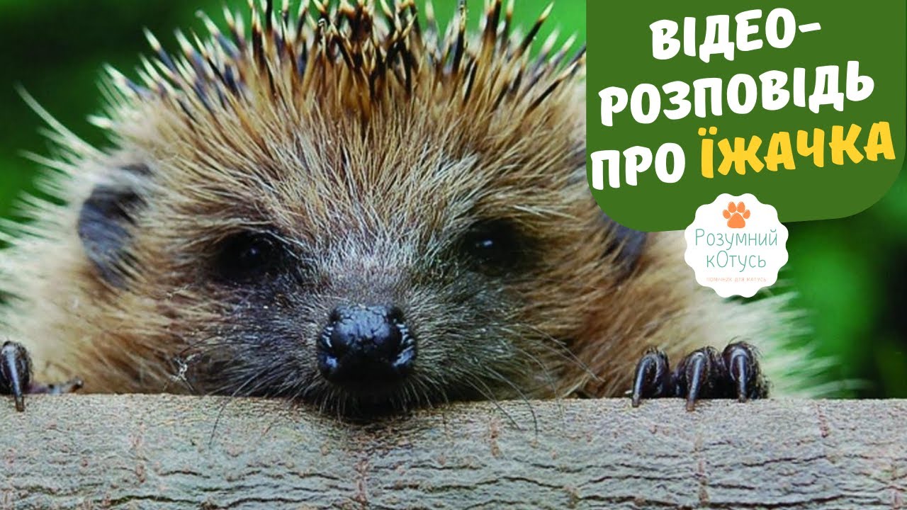 Розповідь про їжачка 🦔 для дітей та дорослих. ФАКТИ ПРО ЇЖАКІВ. Відео як їжачок п'є молоко 🥛