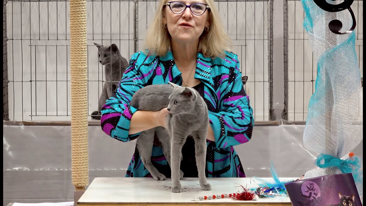 CFA International Show 2018 -  Russian Blue Adult class judging