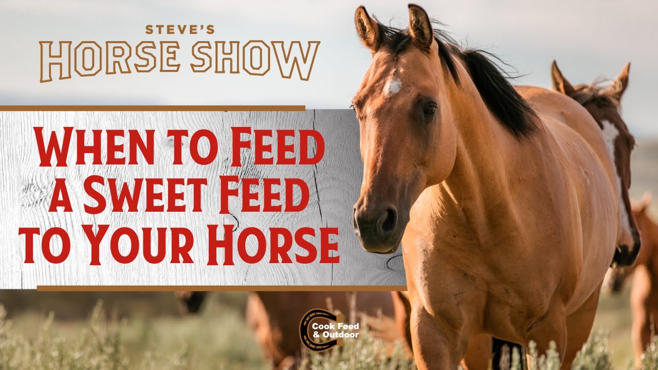 When to Feed a Sweet Feed to Your Horse