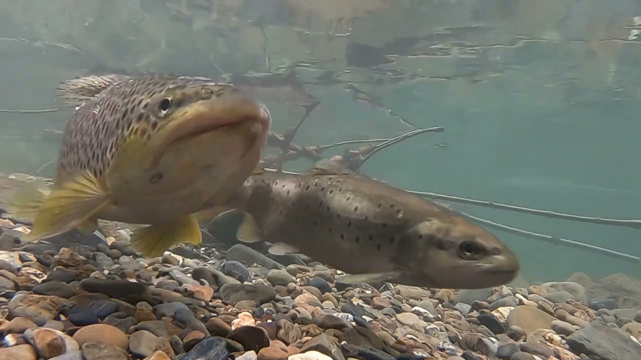 El valor del agua