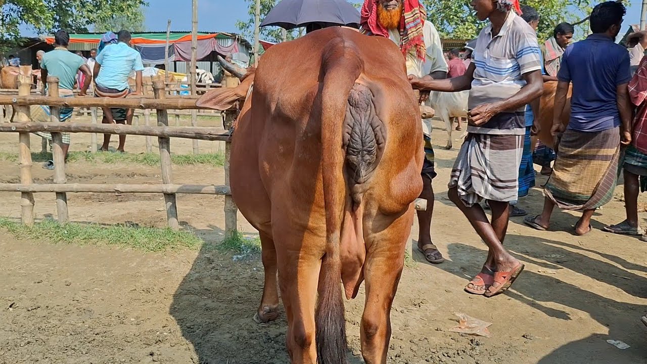 ১৪/২/২০২৬ || সেরা মানের গাভীন গরু বাজার বিখ্যাত চান্দাইকোনা হাট থেকে || gorur hat cow milk 